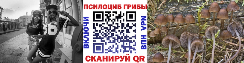 даркнет сайт  Нефтекумск  мега как войти  Галлюциногенные грибы мицелий 